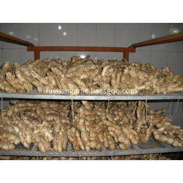 Air dried Ginger from Weifang